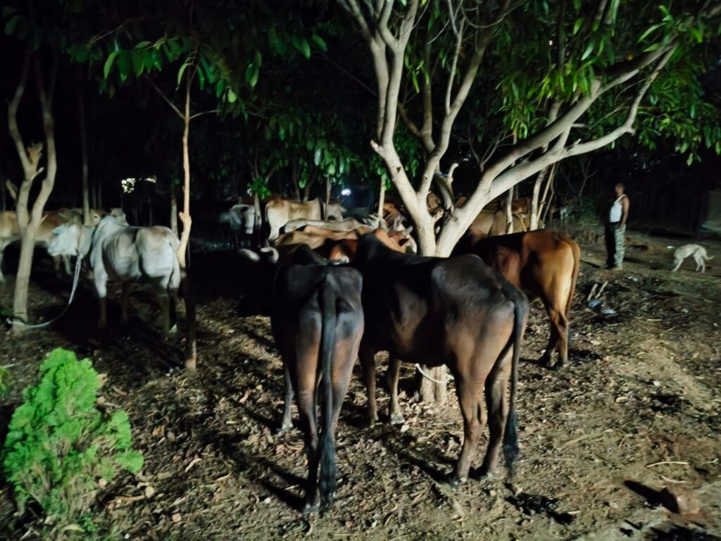 राजपत्रिका : 98 मवेशियों को तस्करी से बचाया गया — रायगढ़ पुलिस की मवेशी तस्करों पर ताबड़तोड़ कार्रवाई, 7 तस्कर गिरफ्तार KSHITITECH