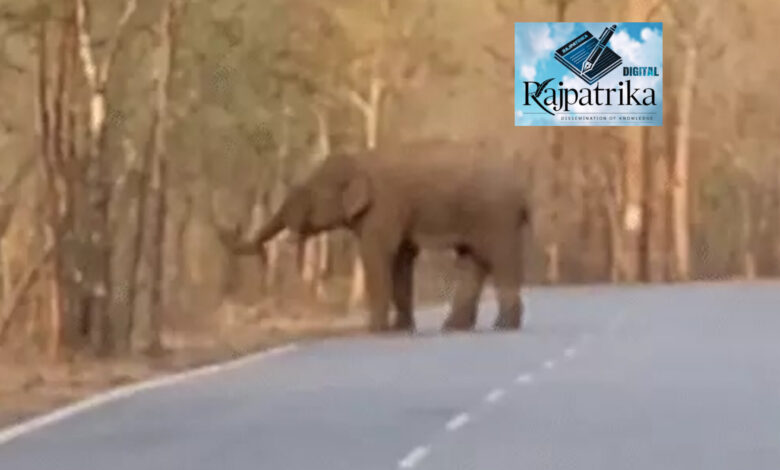 राजपत्रिका : रायगढ़ में 19 हाथियों का दल मौजूद, 4 शावक भी; खेतों को पहुंचाया नुकसान KSHITITECH
