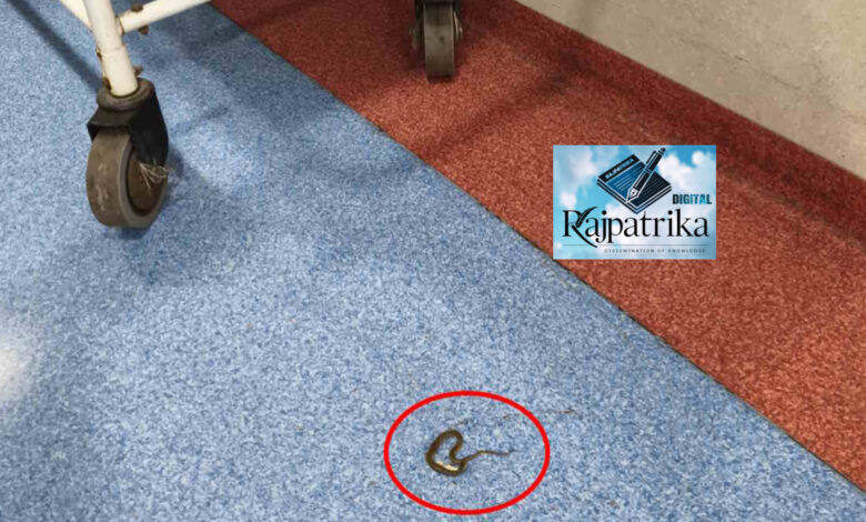 राजपत्रिका: रायगढ़ मातृ शिशु अस्पताल में निकला सांप, सकते में आया स्टाफ, तीन दिन से नहीं कराई जा रही है डिलीवरी… KSHITITECH