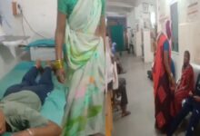 राजपत्रिका : बालोद में मधुमक्खियों का आतंक : 28 मनरेगा मजदूरों पर किया हमला, इलाज जारी  KSHITITECH