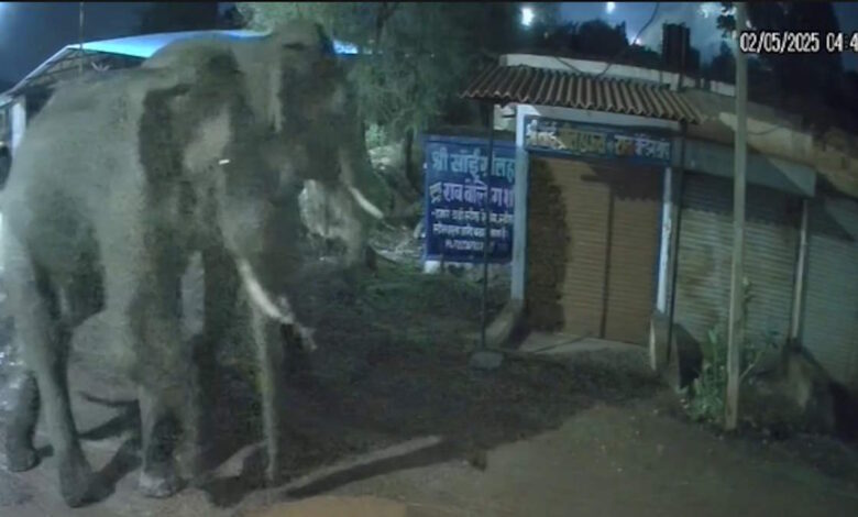 राजपत्रिका : बालोद के रहवासी इलाके में दंतैल हाथियों की दस्तक, बार-बाल बचे राहगीर, सीसीटीवी में कैद हुई घटना… KSHITITECH