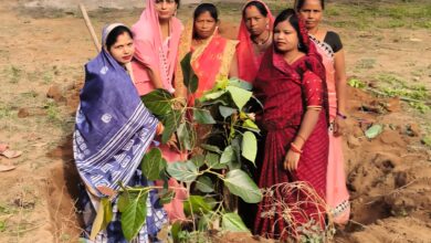 राजपत्रिका : एक पेड़ मां के नाम सराहनीय पहल : ग्राम पंचायत सरपंच ममता ने किया वृक्षारोपण KSHITITECH