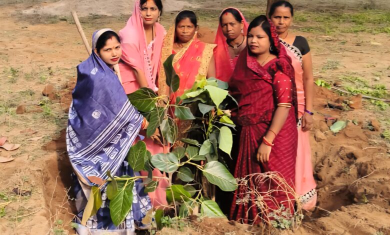 राजपत्रिका : एक पेड़ मां के नाम सराहनीय पहल : ग्राम पंचायत सरपंच ममता ने किया वृक्षारोपण KSHITITECH