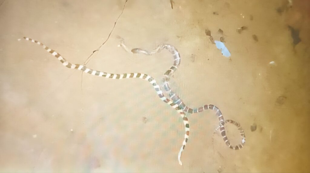 राजपत्रिका : बम्हनीडीह के रोहदा गांव में सांप के डसने से 3 वर्षीय मासूम बच्ची की मौत KSHITITECH